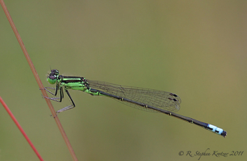 Ischnura verticalis, male